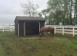 Amish barns for horses